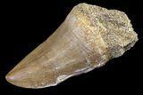 Fossil Mosasaur (Mosasaurus) Tooth - Morocco #161191-1